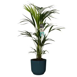 Een betere nachtrust en gezondheid voor je baby en kind. Luchtzuiverende plant slaapkamer. Decorum Kentia Palm in ELHO sierpot.
