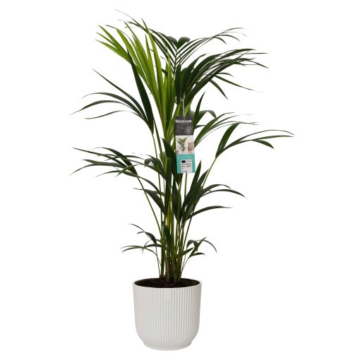 Luchtzuiverende plant slaapkamer. Een betere nachtrust en gezondheid voor je baby en kind. De Kentia palm is een sterke en elegante plant.