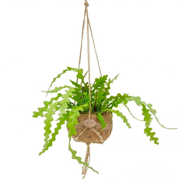 Hangplant babykamer / kinderkamer. Onderhoudsvriendelijke hangplant. Kokodama Epiphyllum Angular (Zaagcactus).