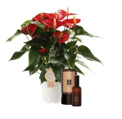 Set Anthurium “Red Champion” en interieur parfum (World of Opportunities)