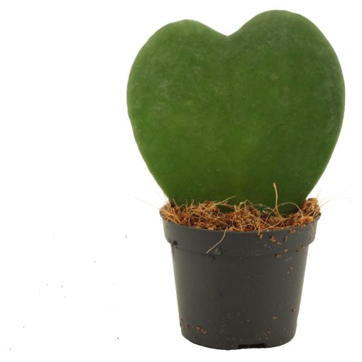 Hoya Kerrii (hartjesplant)